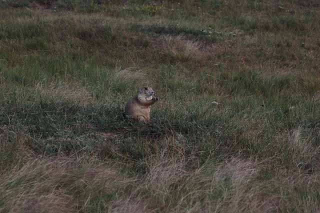 prairie dog